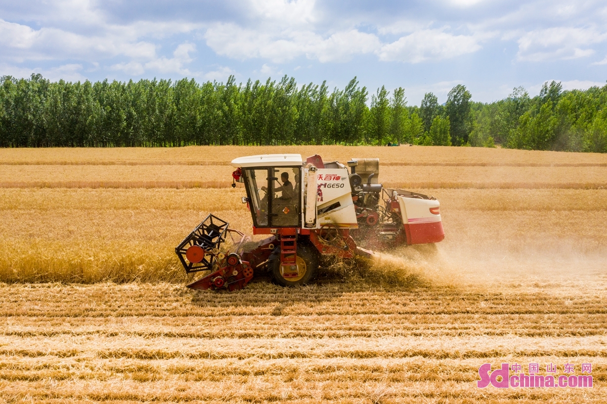 <br/>　　徐村小麦丰收节还精心安排了小麦机割，捡拾小麦等体验环节，让乡亲们牢记&ldquo;粒粒皆辛苦&rdquo;的耕种内涵。