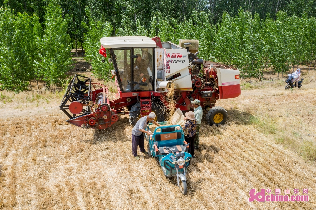 <br/>　　徐村小麦丰收节还精心安排了小麦机割，捡拾小麦等体验环节，让乡亲们牢记&ldquo;粒粒皆辛苦&rdquo;的耕种内涵。<br/>