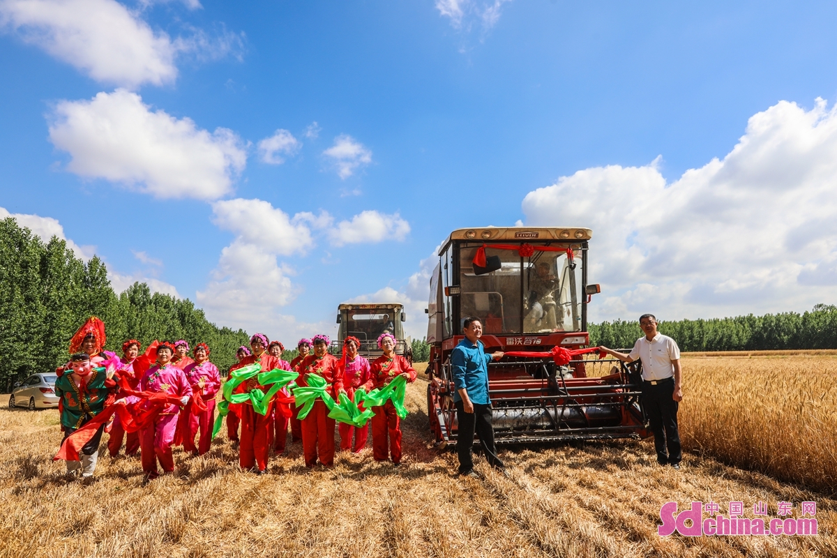 <br/>  <br/>A festivity was held to celebrate the harvest of wheat in Xu Village, Qingdao, E China&rsquo;s Shandong province. Villagers sing miaoqiang opera and perform yangko to welcome the harvest season in the form of traditional farming culture.<br/>