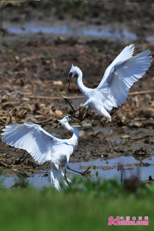   Egrets are dancing and foraging in Qingdao Jiaozhou Bay National Ocean Park, forming a beautiful ecological scene. There are nearly 100 species of waterbirds in the park, among which 8 species are under national first-class protection.<br/>