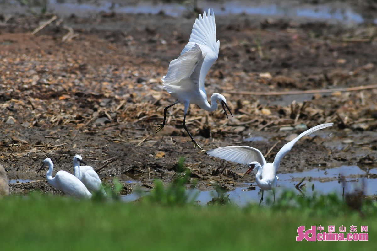 <br/>　　山東省青島市膠州灣国家海洋公園紅島区間の湿地で、夏が綺麗で、白鳥が飛んでいて、海岸の修復の後の美しい生態環境は展示されている。<br/>　　