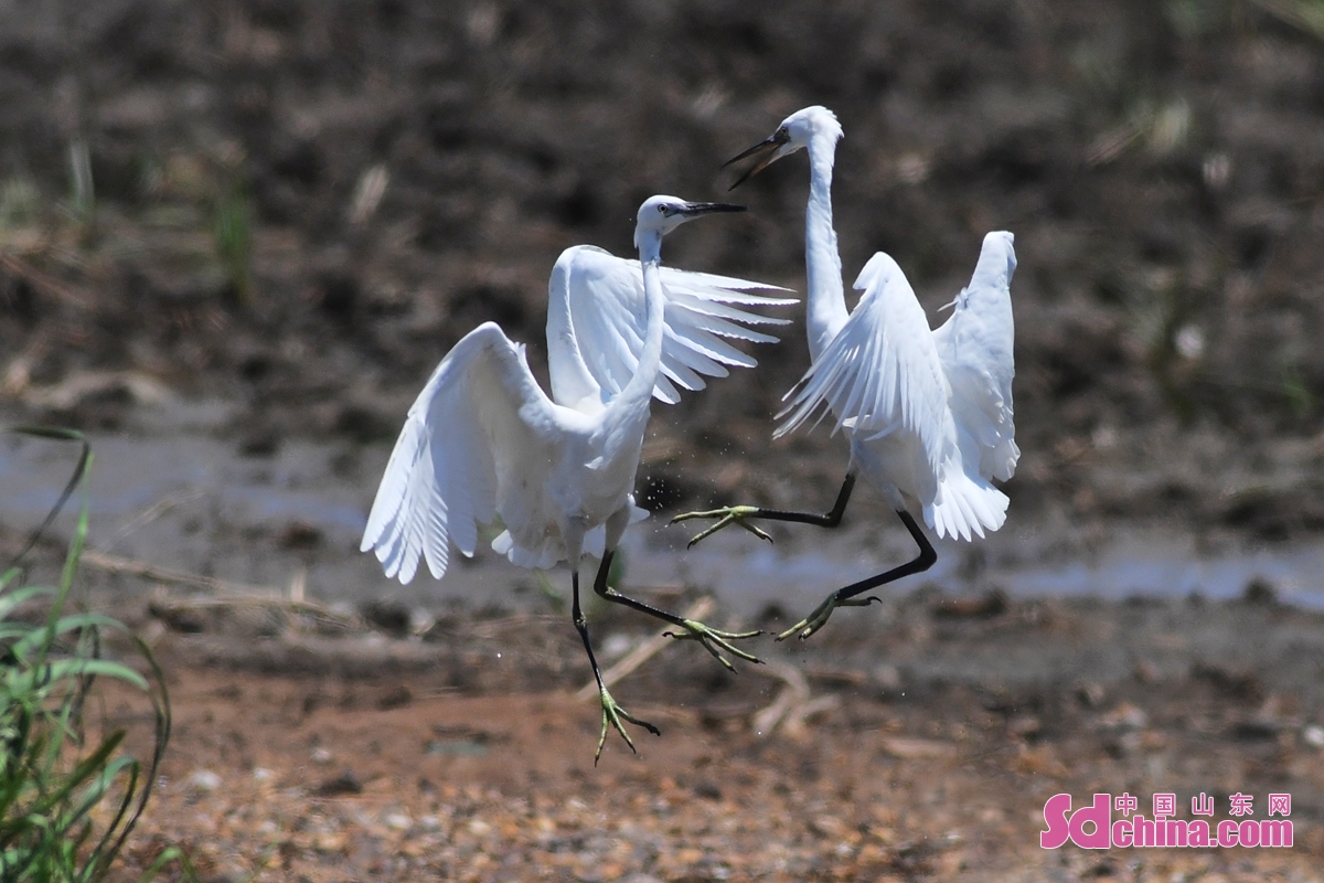   Egrets are dancing and foraging in Qingdao Jiaozhou Bay National Ocean Park, forming a beautiful ecological scene. There are nearly 100 species of waterbirds in the park, among which 8 species are under national first-class protection.<br/>