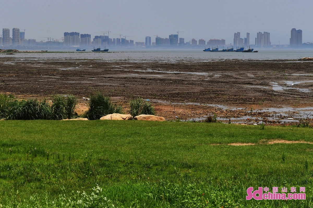 <br/>　　山東省青島市膠州灣国家海洋公園紅島区間の湿地で、夏が綺麗で、白鳥が飛んでいて、海岸の修復の後の美しい生態環境は展示されている。
