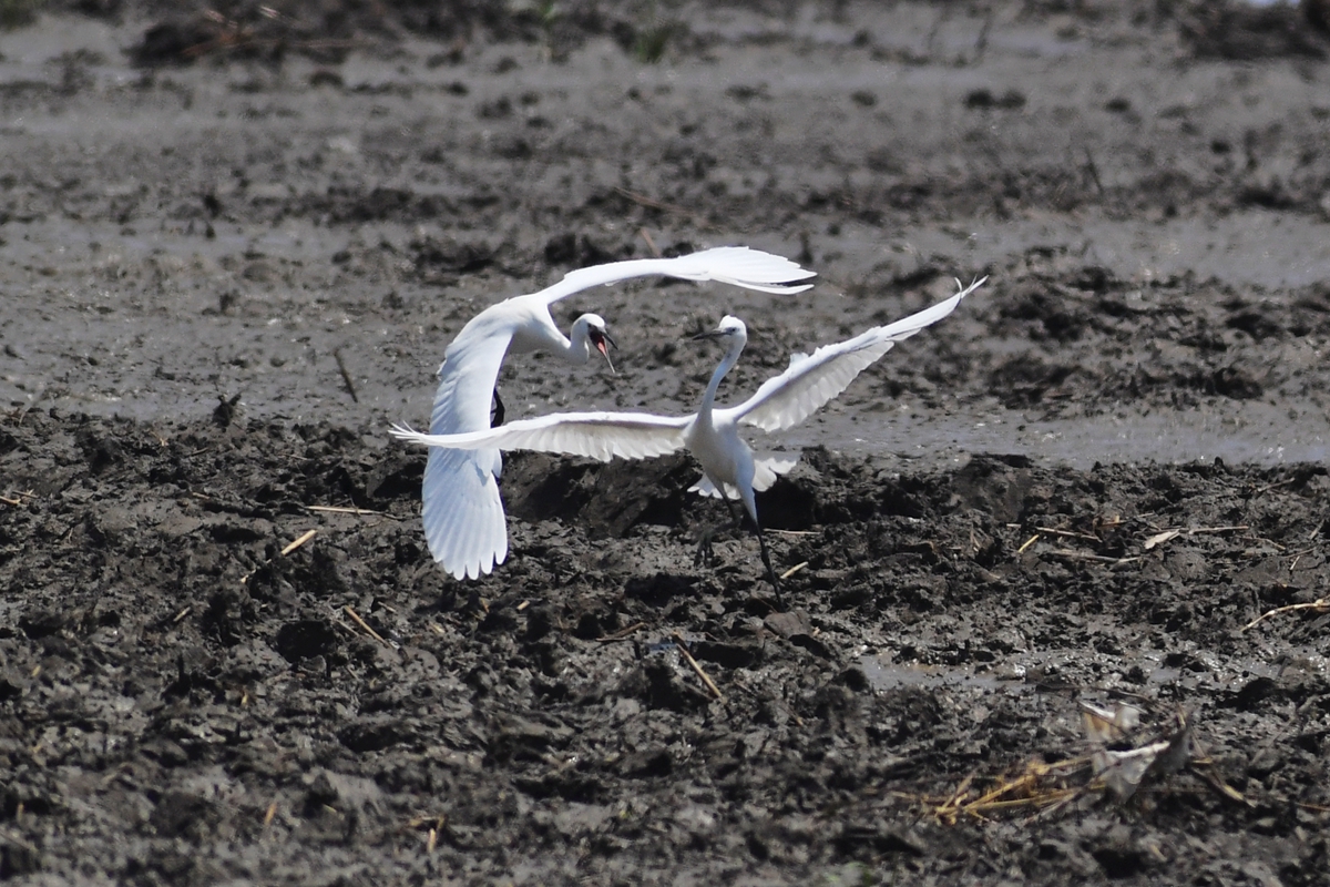 <br/>　　山東省青島市膠州灣国家海洋公園紅島区間の湿地で、夏が綺麗で、白鳥が飛んでいて、海岸の修復の後の美しい生態環境は展示されている。<br/>　　