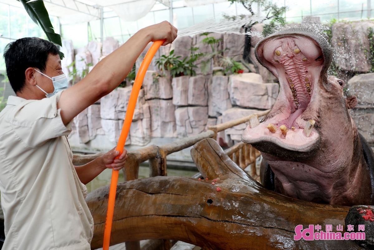   At Qingdao Forest Wildlife World, staff members help animals cool down by spraying water, providing ice and fruit, adding pools and air conditioning to reduce discomfort caused by high temperatures. (Photo/Zhang Jingang)<br/>
