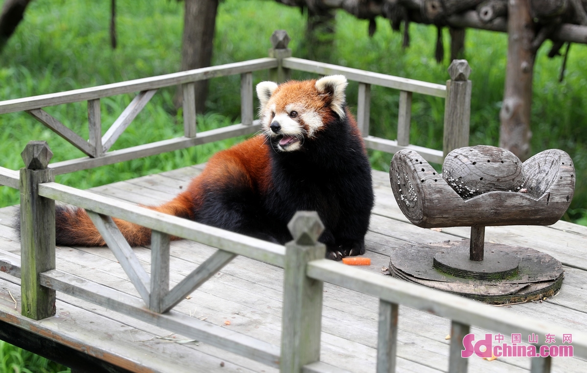 <br/>　　7月19日，在山东青岛森林野生动物世界，小熊猫在亭子下消暑降温。(张进刚 摄)<br/>　　