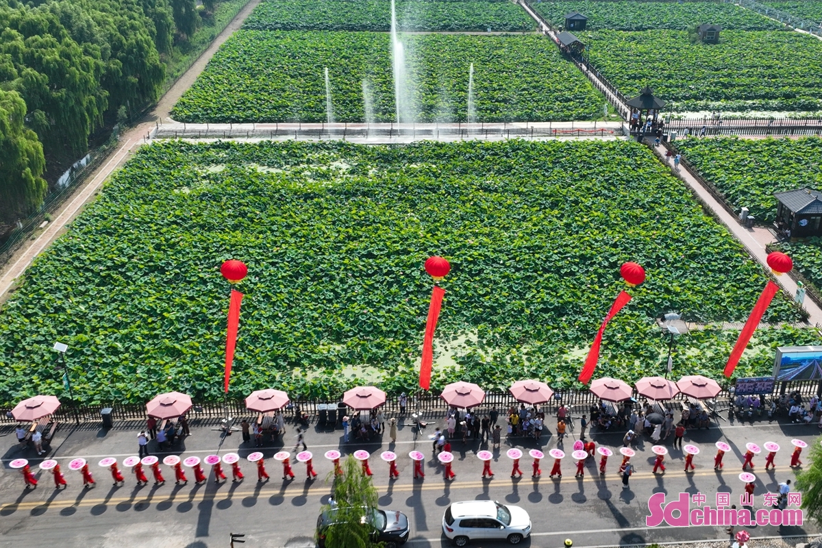 <br/>  <br/>Ladies in cheongsam are walking through lotus ponds in Zhangqiu, E China&rsquo;s Shandong province. The thousand hectares of lotus are in bloom here, attracting many tourists.