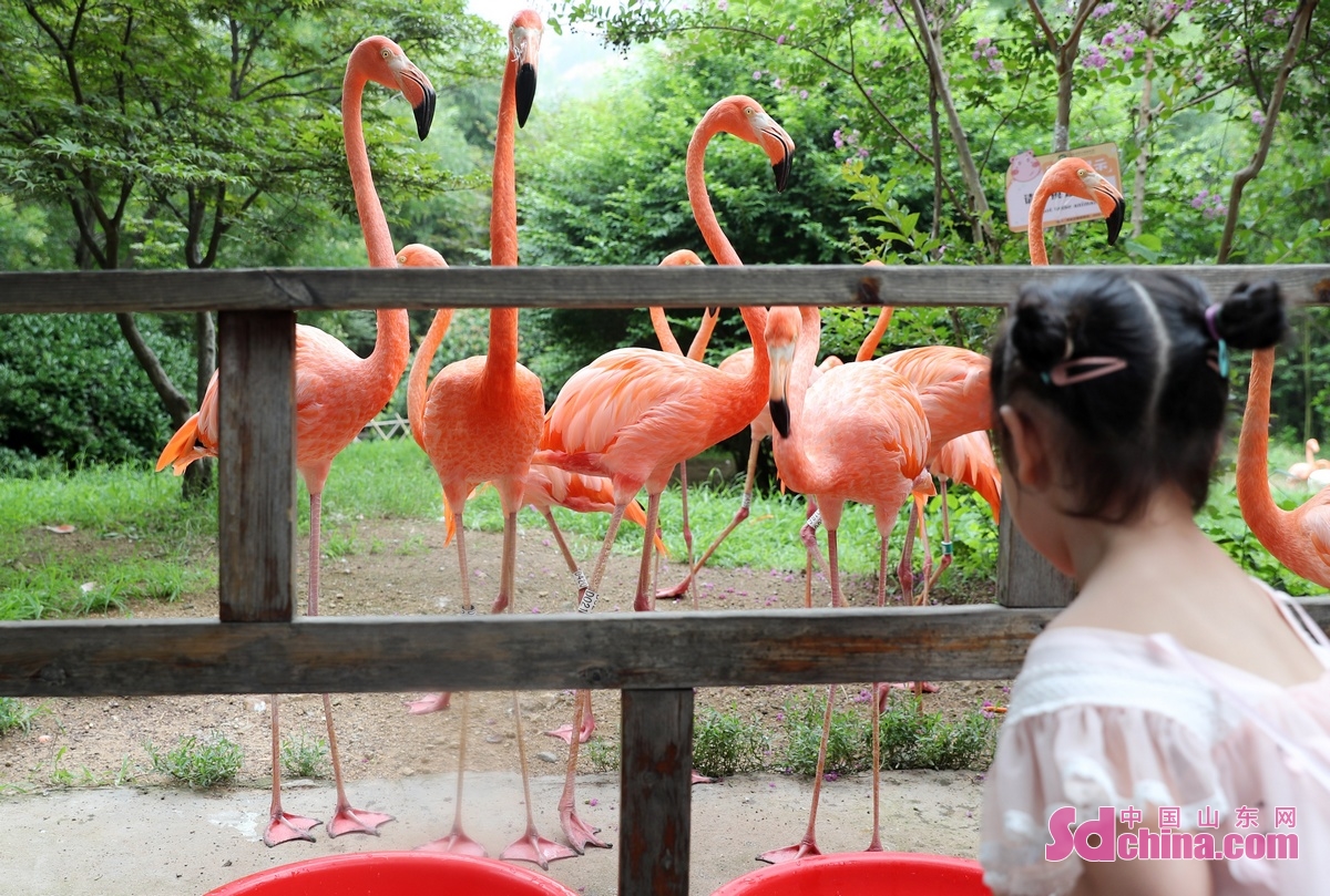   At Qingdao Forest Wildlife World, staff members help animals cool down by spraying water, providing ice and fruit, adding pools and air conditioning to reduce discomfort caused by high temperatures. (Photo/Zhang Jingang)<br/>