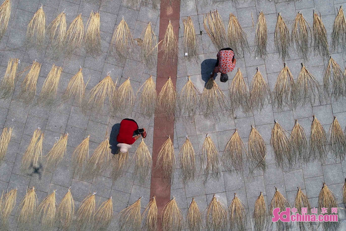<br/>  <br/>In midsummer, the 5,000 hectares of hispid arthraxon enters the harvest season in Tancheng, Linyi city, China&rsquo;s Shandong province. Farmers are busy harvesting and drying them, and then weave them into crafts such as hats and sandals.<br/>The straw crafts have been exported to more than 10 countries and regions such as Japan, South Korea, the United States and Canada, leading more than 4,000 people in the neighborhood to become rich through planting and weaving hispid arthraxon.<br/>