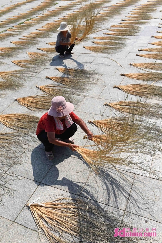 <br/>  <br/>In midsummer, the 5,000 hectares of hispid arthraxon enters the harvest season in Tancheng, Linyi city, China&rsquo;s Shandong province. Farmers are busy harvesting and drying them, and then weave them into crafts such as hats and sandals.<br/>The straw crafts have been exported to more than 10 countries and regions such as Japan, South Korea, the United States and Canada, leading more than 4,000 people in the neighborhood to become rich through planting and weaving hispid arthraxon.