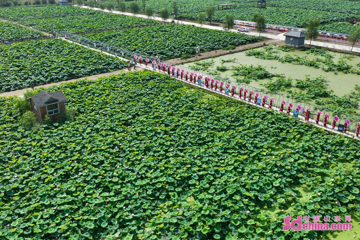 <br/>  <br/>Ladies in cheongsam are walking through lotus ponds in Zhangqiu, E China&rsquo;s Shandong province. The thousand hectares of lotus are in bloom here, attracting many tourists.<br/>