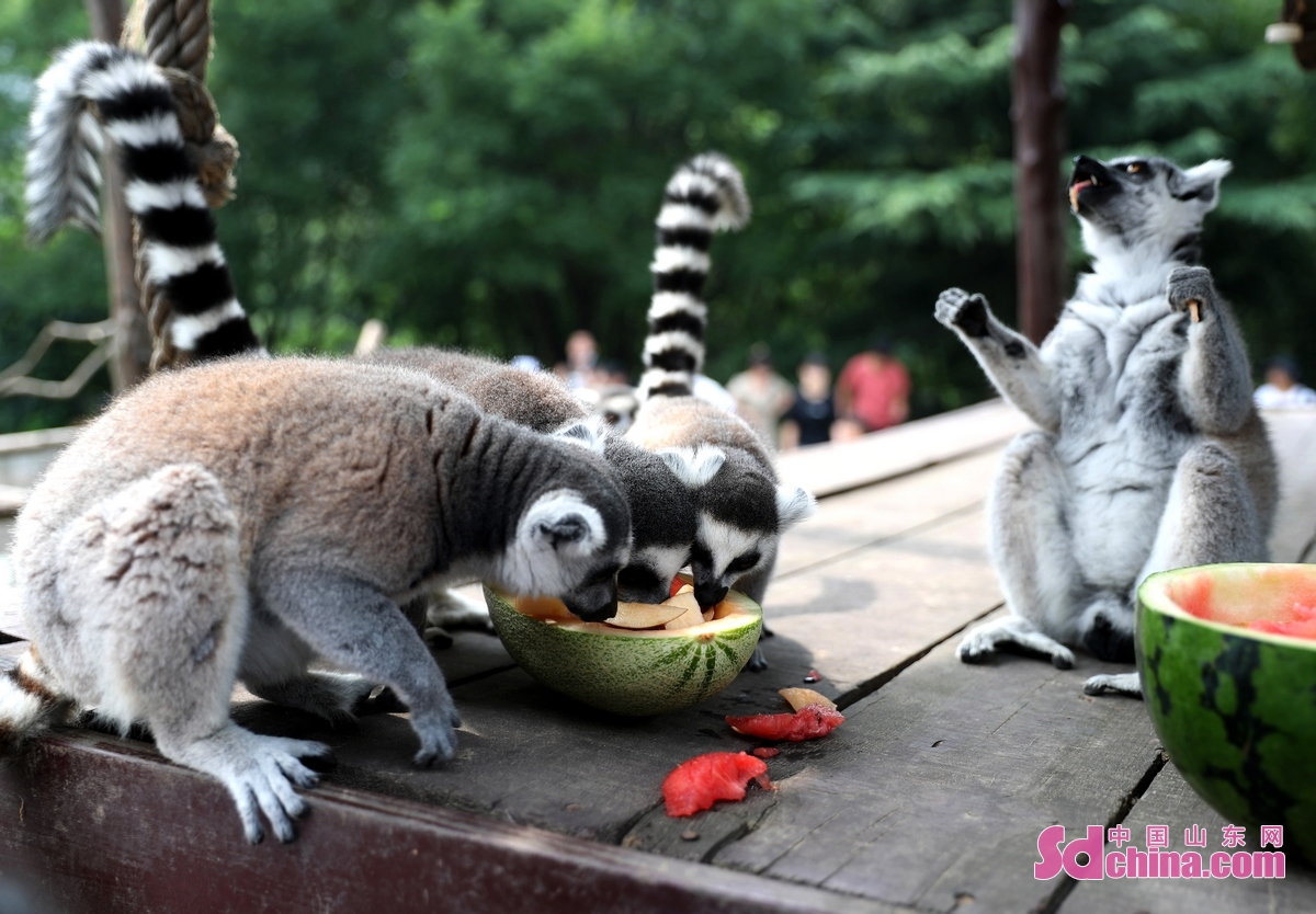<br/>　　7月19日，在山东青岛森林野生动物世界，环尾狐猴在吃西瓜消暑降温。(张进刚 摄)<br/>　　
