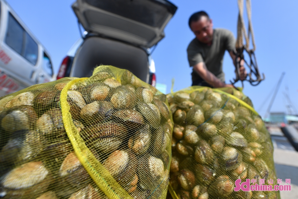  Fishermen are braving the scorching heat to harvest and breed red shellfish at a fishing port in Hongdao sub-district, Qingdao, E China&rsquo;s Shandong Province. In recent years, the local government has made use of the water resources of Jiaozhou Bay to promote the development of modern fisheries and help fishermen increase their incomes.<br/>