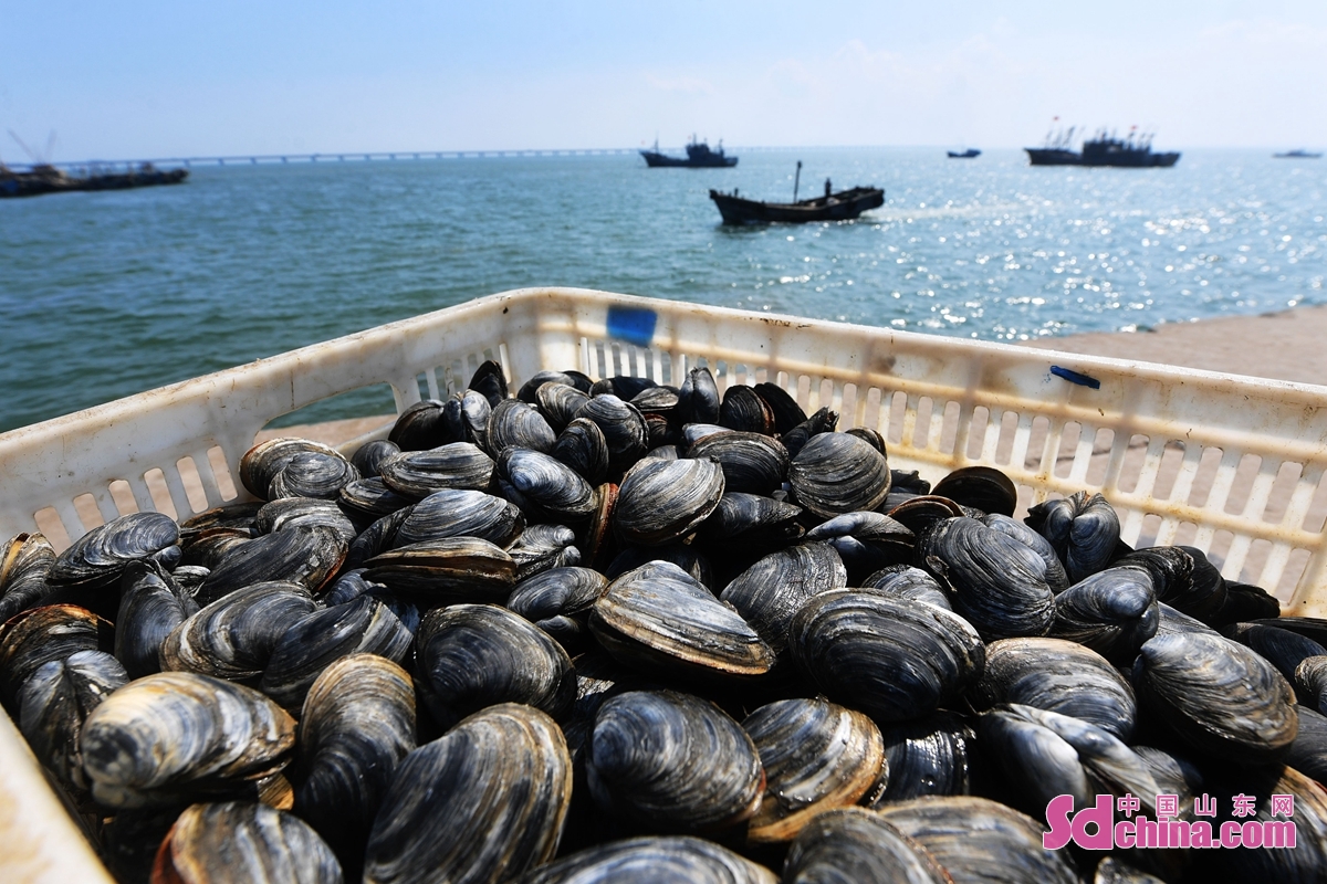 <br/>  <br/>In Hongdao fishing port of Qingdao, China&rsquo;s Shandong Province, various kinds of aquaculture shellfish have entered the harvest period. Fishermen are braving the heat to harvest shellfish at sea, providing citizens with fresh seafood. Because of its delicious taste and low price, shellfish is loved by people.<br/>