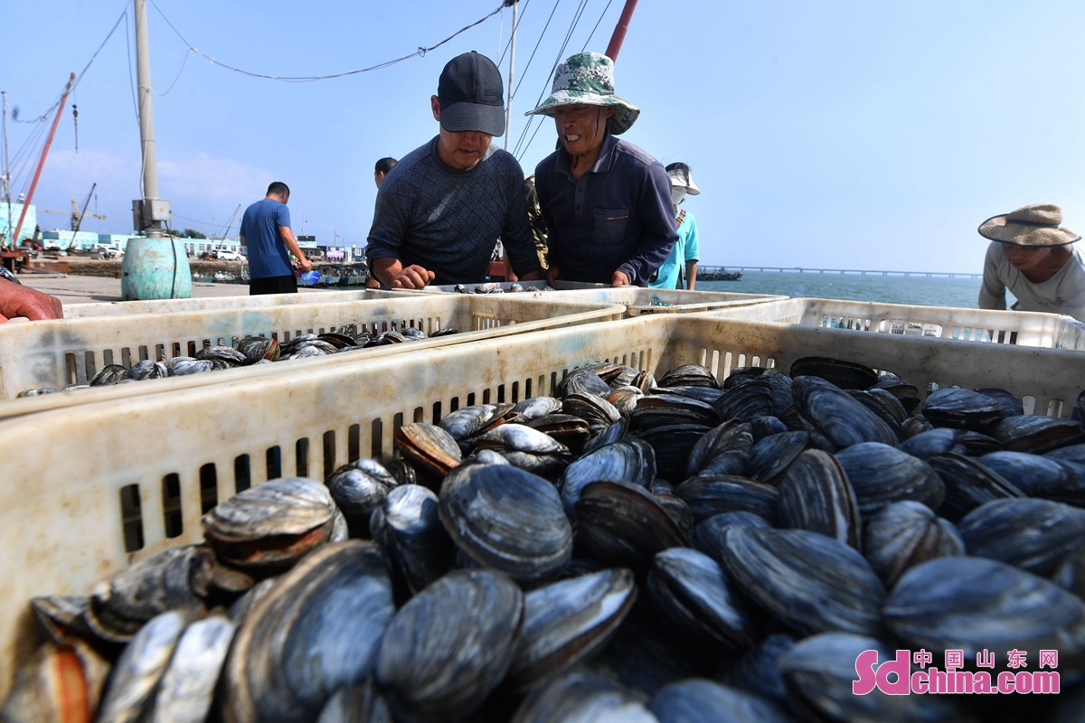 <br/>  <br/>In Hongdao fishing port of Qingdao, China&rsquo;s Shandong Province, various kinds of aquaculture shellfish have entered the harvest period. Fishermen are braving the heat to harvest shellfish at sea, providing citizens with fresh seafood. Because of its delicious taste and low price, shellfish is loved by people.<br/>