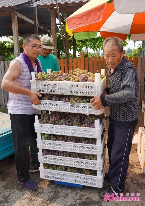 <br/>  <br/>Farmers are harvesting grapes and kiwi fruit in a cooperative in Zouping, E China&rsquo;s Shandong province. In recent years, Zouping has actively explored new ways of rural revitalization, promoted the building of Party-led cooperatives, and set up agricultural industrial ecological parks, which helped to strengthen the collective economy at the village level and increase the income of local farmers.<br/>