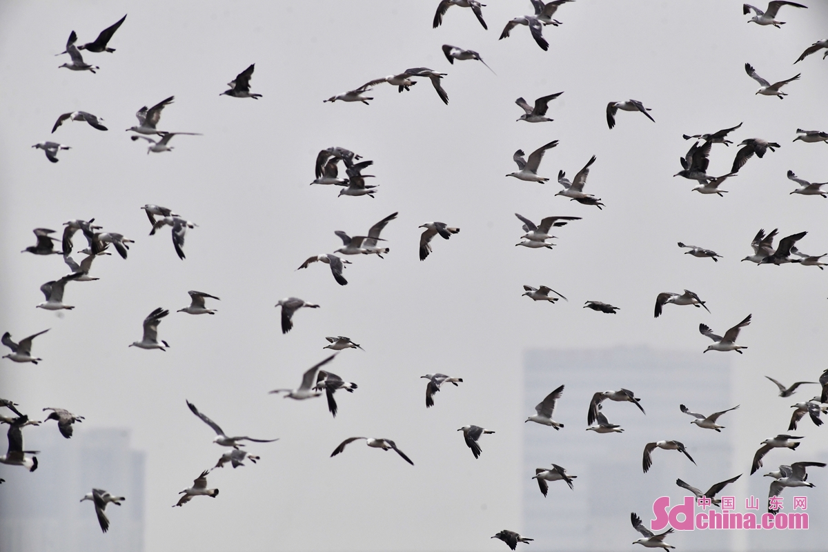 <br/>  <br/>Hetao coastal wetland in Qingdao welcomed the first group of migratory birds recently. Flocks of migrating birds such as black-tailed gulls, black-tailed godwits, half-webbed sandpiper, and stork forge on the beach and make preparations for the migration in autumn.<br/>