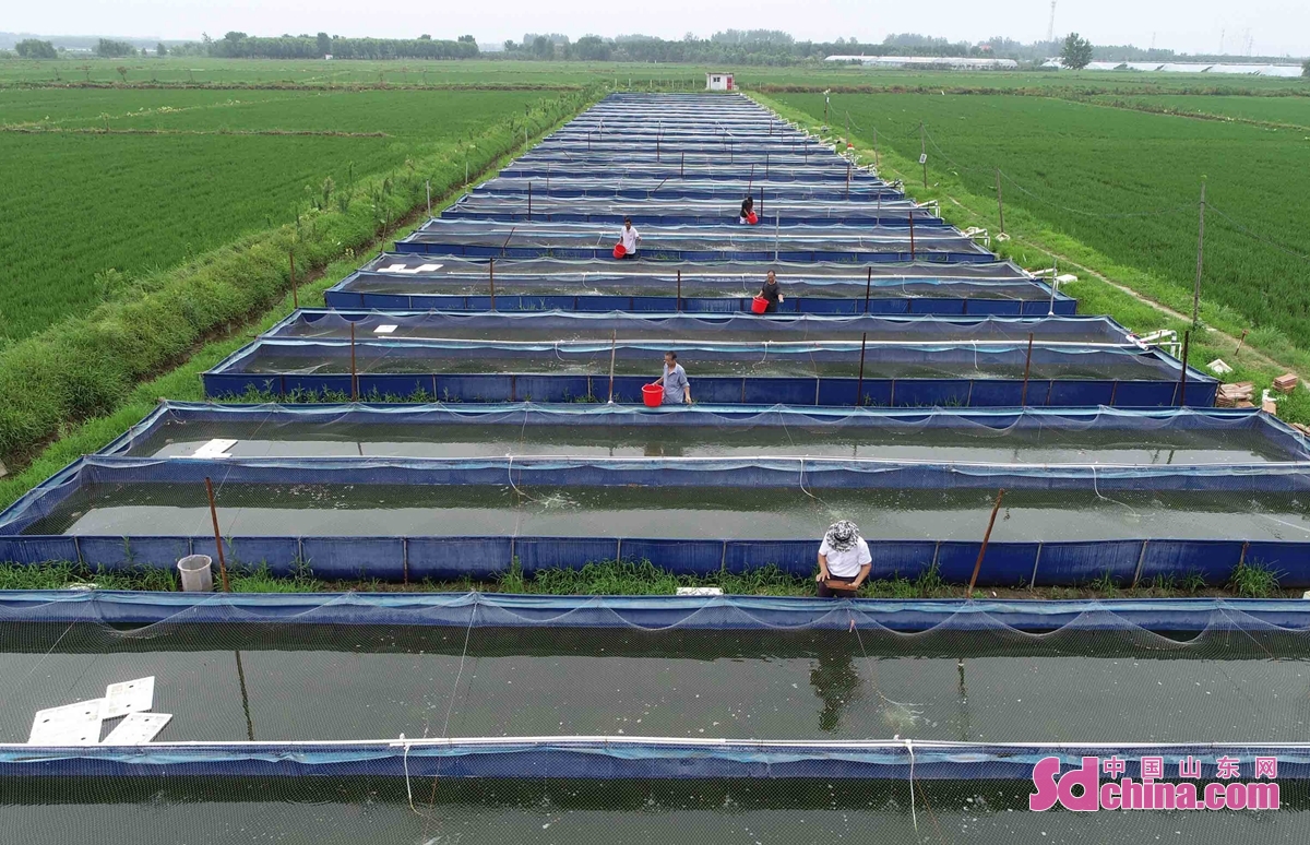 <br/>  <br/>Farmers are harvesting lotus leaves to make tea in Tancheng County, Linyi, E China&rsquo;s Shandong province. In recent years, the local government strengthens the development and utilization of abandoned pits in rural areas to plant lotus and develop aquaculture, which helps to increase the income of farmers.<br/>