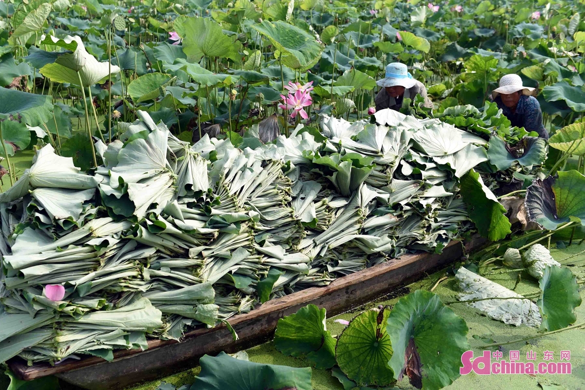 <br/>　　在临沂市郯城县马头镇复垦后种植的藕塘里，农民在采收用于炒茶的荷叶。<br/>