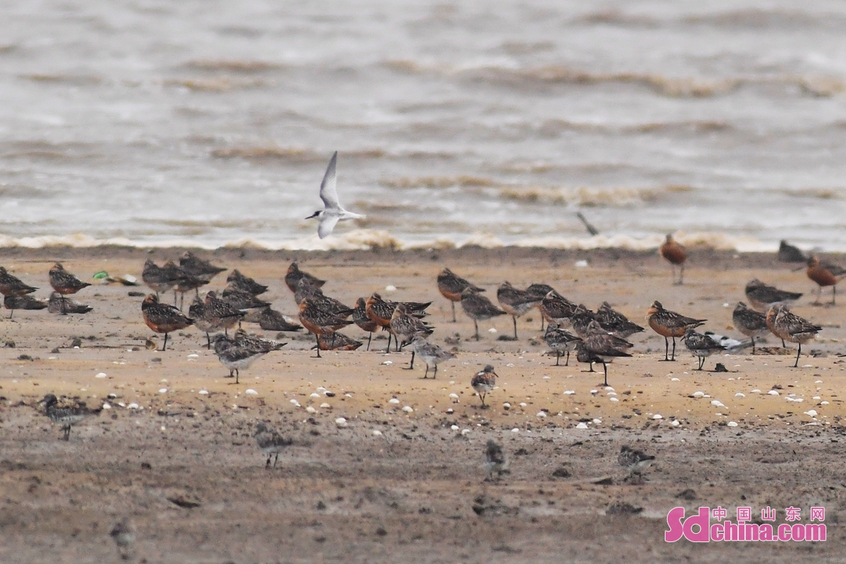 <br/>  <br/>Hetao coastal wetland in Qingdao welcomed the first group of migratory birds recently. Flocks of migrating birds such as black-tailed gulls, black-tailed godwits, half-webbed sandpiper, and stork forge on the beach and make preparations for the migration in autumn.<br/>