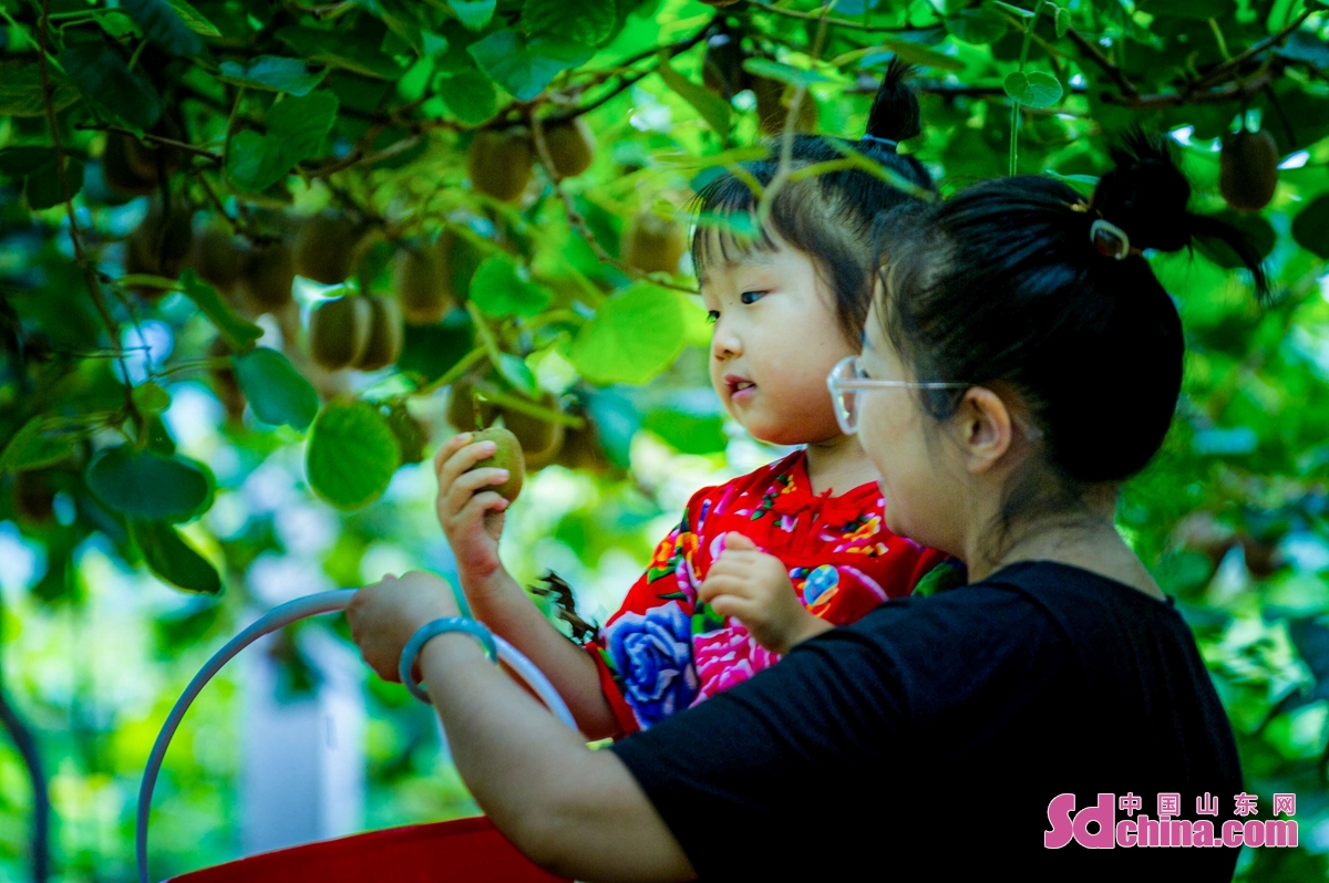<br/>  <br/>The 500 mu of kiwi fruit is ripe for harvest in a cooperative in Zouping, E China&rsquo;s Shandong province. The Lvbao kiwi fruit are big, juicy, sweet and tender, attracting many tourists to enjoy the fun of fruit-picking and businessmen to order in advance.<br/>