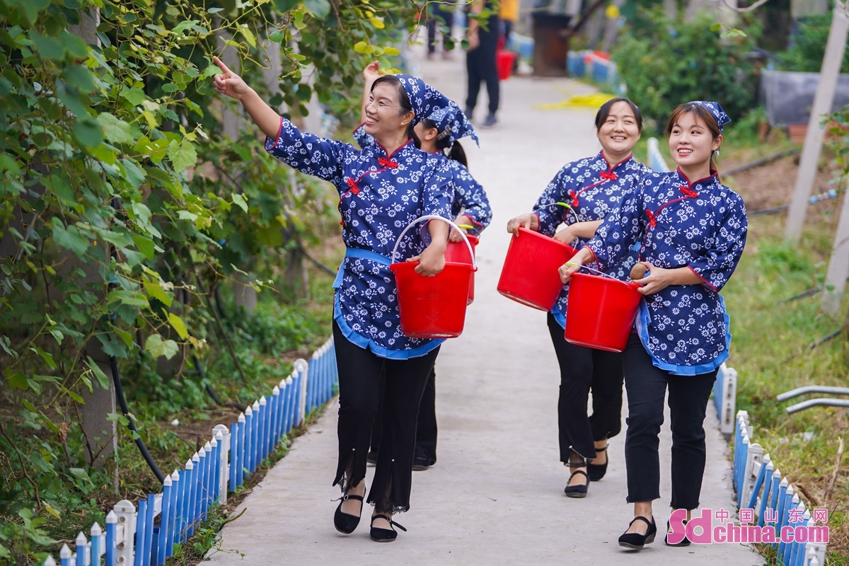 <br/>  <br/>The 500 mu of kiwi fruit is ripe for harvest in a cooperative in Zouping, E China&rsquo;s Shandong province. The Lvbao kiwi fruit are big, juicy, sweet and tender, attracting many tourists to enjoy the fun of fruit-picking and businessmen to order in advance.<br/>