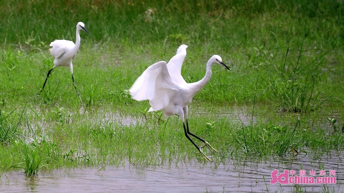 <br/>  <br/>Dongyuhe National Wetland Park in Chengwu county, Heze, E China&rsquo;s Shandong province, with lush vegetation and fluttering birds, has become a popular tourist destination. Based on its rich water resources, Chengwu has carried out a comprehensive management of the ecological water circulation. At present, the framework of ecological water system has basically taken shape.<br/>