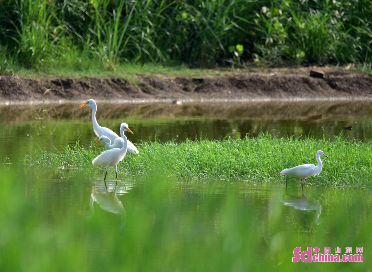 <br/>  <br/>Dongyuhe National Wetland Park in Chengwu county, Heze, E China&rsquo;s Shandong province, with lush vegetation and fluttering birds, has become a popular tourist destination. Based on its rich water resources, Chengwu has carried out a comprehensive management of the ecological water circulation. At present, the framework of ecological water system has basically taken shape.