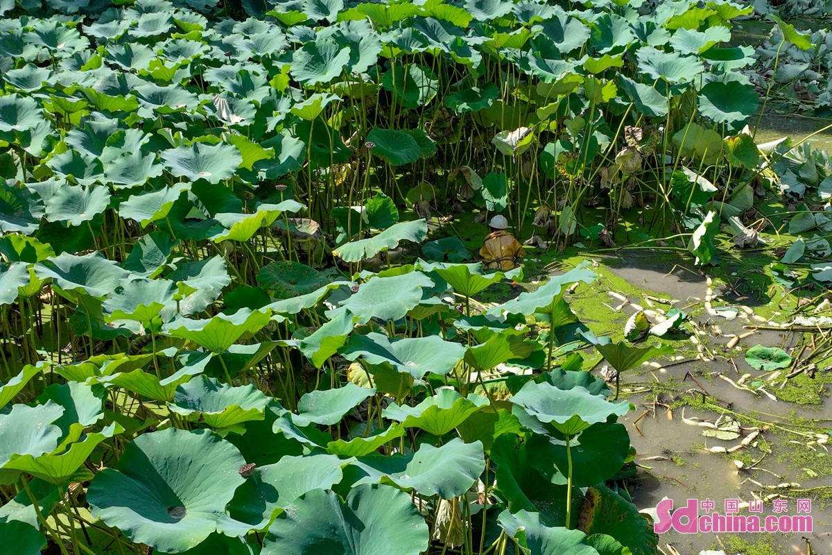<br/>　　최근 산둥성 쩌우핑시 황하 연안의 부두진에서 600여 묘의 십리연못이 수확철을 맞아, 연근협조사의 농민들은 지금부터 시장 수요에 맞춰 수확을 계속해, 최선의 수익을 구한다.<br/>　　
