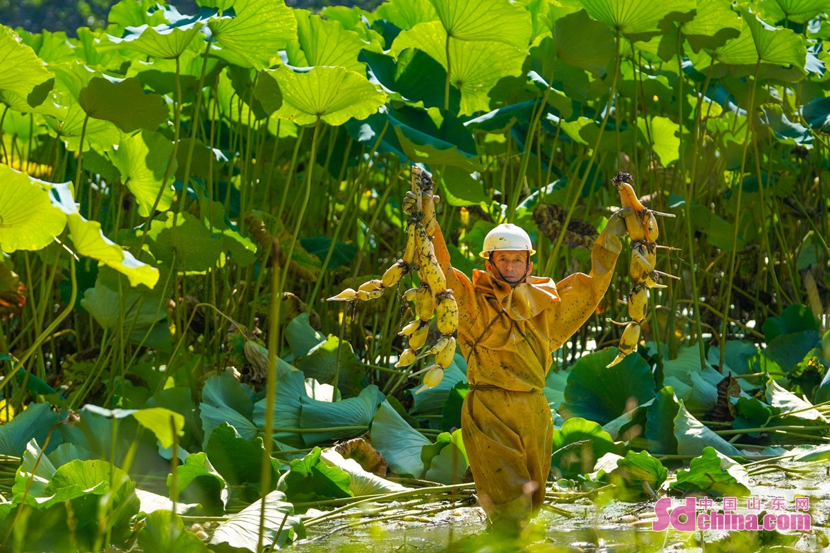 <br/>　　최근 산둥성 쩌우핑시 황하 연안의 부두진에서 600여 묘의 십리연못이 수확철을 맞아, 연근협조사의 농민들은 지금부터 시장 수요에 맞춰 수확을 계속해, 최선의 수익을 구한다.<br/>　　