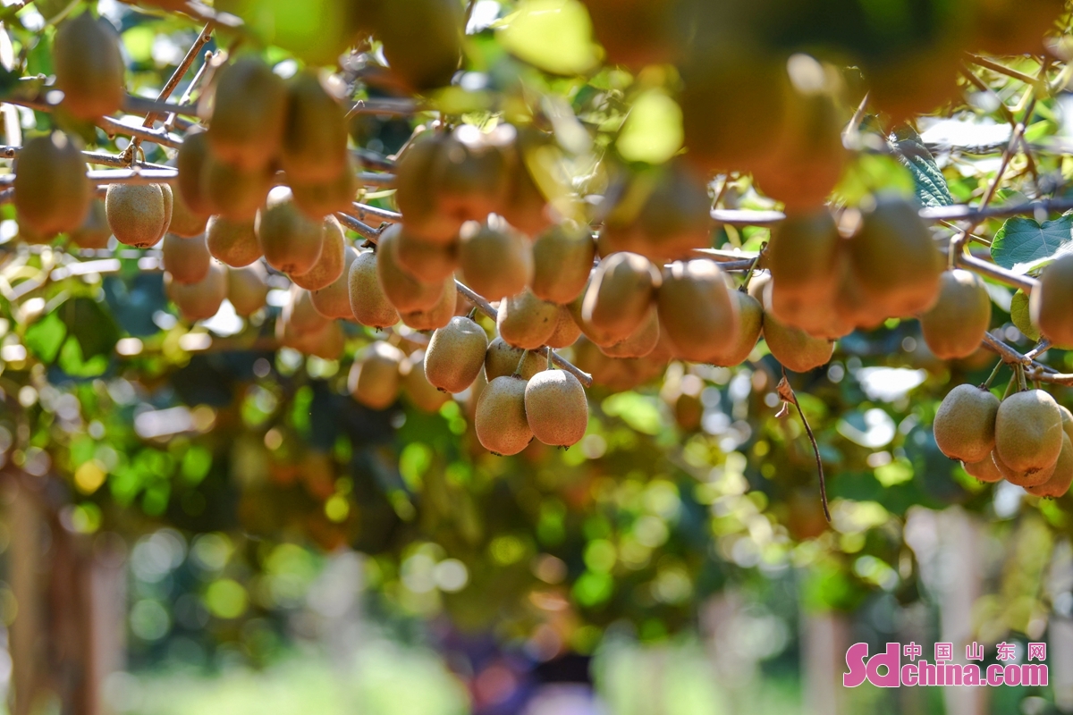 <br/>  <br/>In the late autumn, the kiwifruit in Qingdao Yushi Fruit and Vegetable Picking Garden ushers in the harvest season. The golden kiwifruit hanging on the branches attracts many tourists, and the orchard presents a harvest and lively scene.