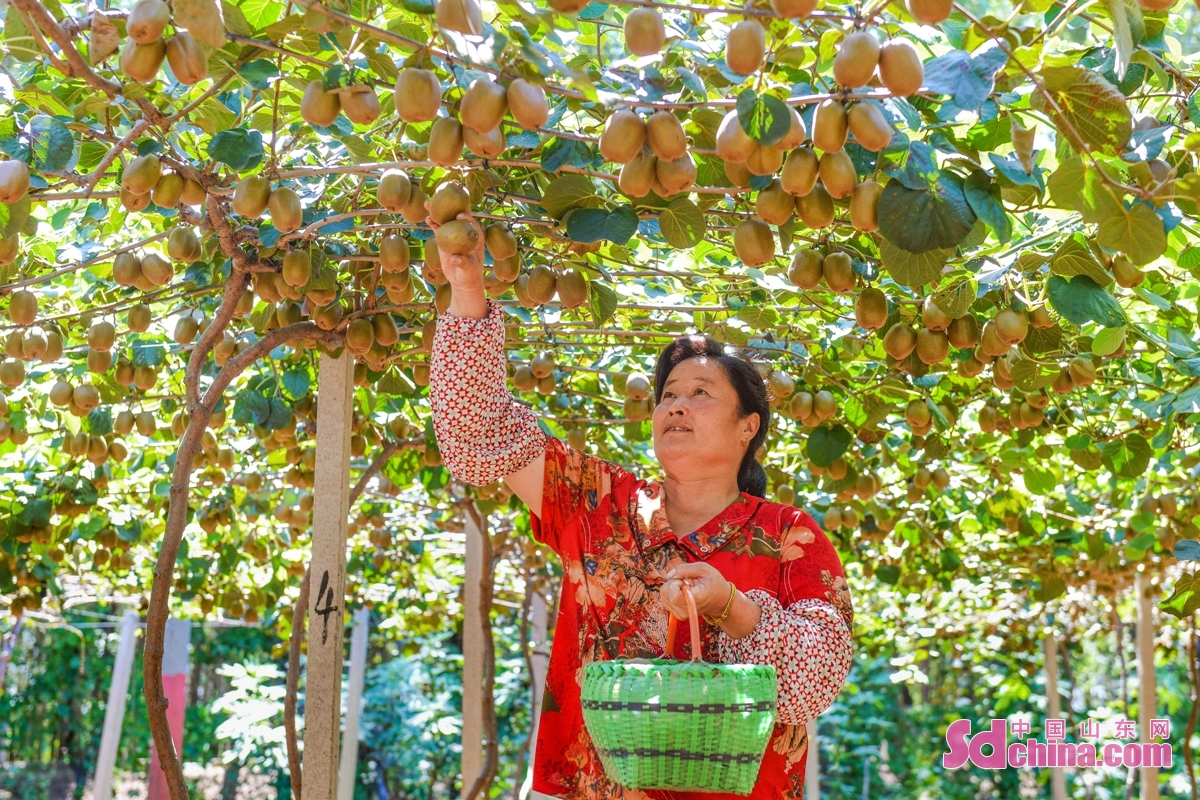 <br/>  <br/>In the late autumn, the kiwifruit in Qingdao Yushi Fruit and Vegetable Picking Garden ushers in the harvest season. The golden kiwifruit hanging on the branches attracts many tourists, and the orchard presents a harvest and lively scene.<br/>