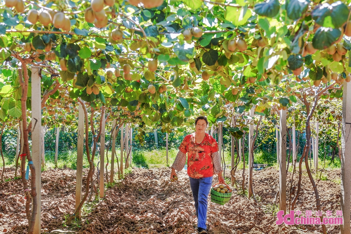 <br/>  <br/>In the late autumn, the kiwifruit in Qingdao Yushi Fruit and Vegetable Picking Garden ushers in the harvest season. The golden kiwifruit hanging on the branches attracts many tourists, and the orchard presents a harvest and lively scene.<br/>