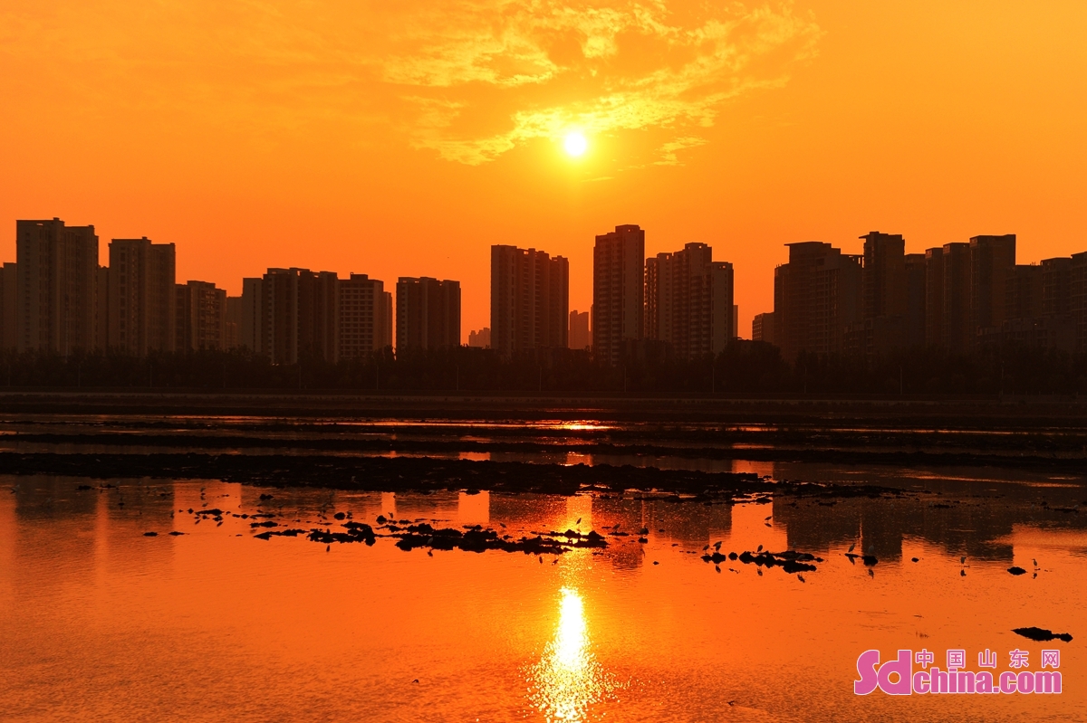 <br/>  <br/>In early autumn, the wetland at the mouth of Moshui River in Qingdao, China's Shandong Province, attracts flocks of egrets to come back for food and roosting, creating a beautiful ecological picture in the sunset.