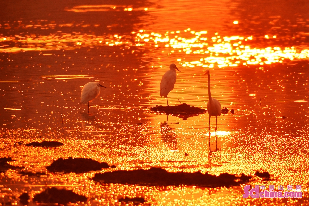 <br/>  <br/>In early autumn, the wetland at the mouth of Moshui River in Qingdao, China's Shandong Province, attracts flocks of egrets to come back for food and roosting, creating a beautiful ecological picture in the sunset.<br/>