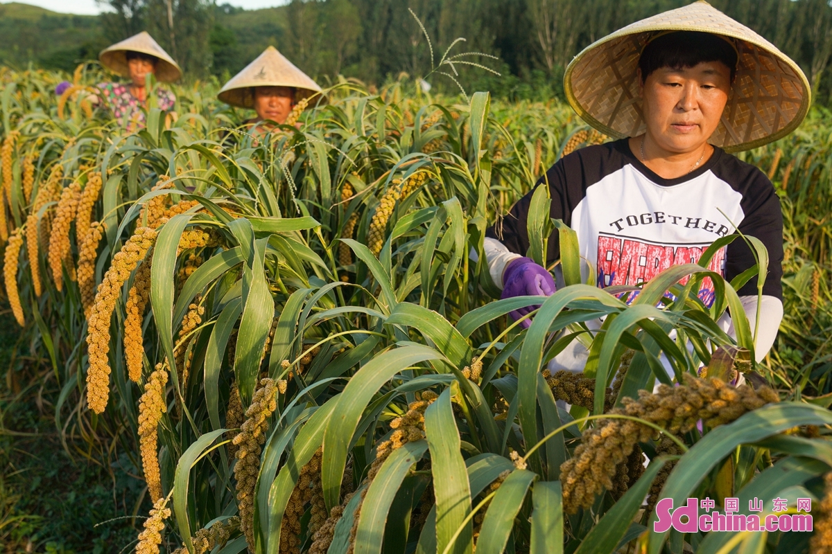 <br/>  <br/>Millet enters the harvest period in Zouping, E China&rsquo;s Shandong province. Farmers are busy harvesting millet with harvesters, immersed in the joy of harvest. More than 20 villages in the southern mountainous area of Zouping plant the Heping Zhengu characteristic millet to explore a new way to increase the income of village collectives and farmers.