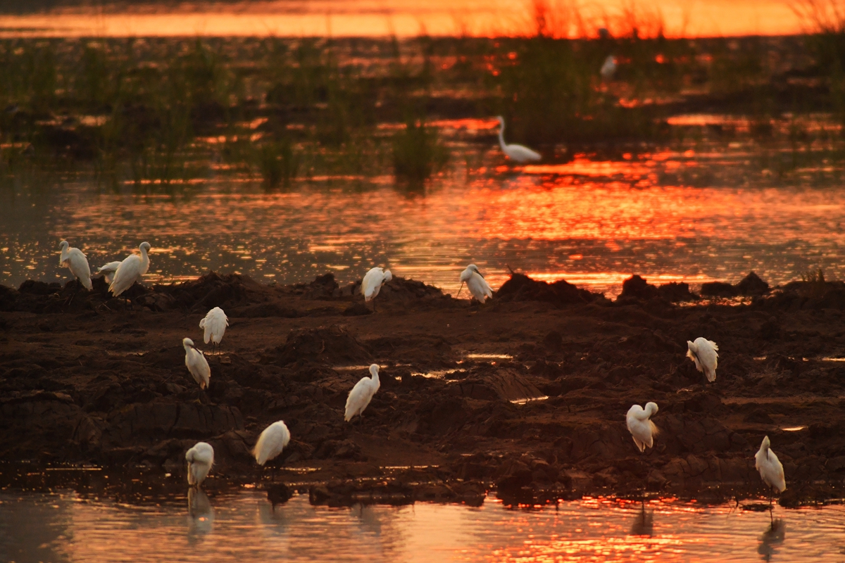 <br/>  <br/>In early autumn, the wetland at the mouth of Moshui River in Qingdao, China's Shandong Province, attracts flocks of egrets to come back for food and roosting, creating a beautiful ecological picture in the sunset.<br/>
