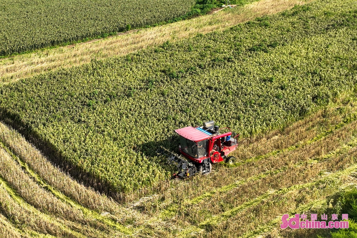 <br/>  <br/>Millet enters the harvest period in Zouping, E China&rsquo;s Shandong province. Farmers are busy harvesting millet with harvesters, immersed in the joy of harvest. More than 20 villages in the southern mountainous area of Zouping plant the Heping Zhengu characteristic millet to explore a new way to increase the income of village collectives and farmers.<br/>