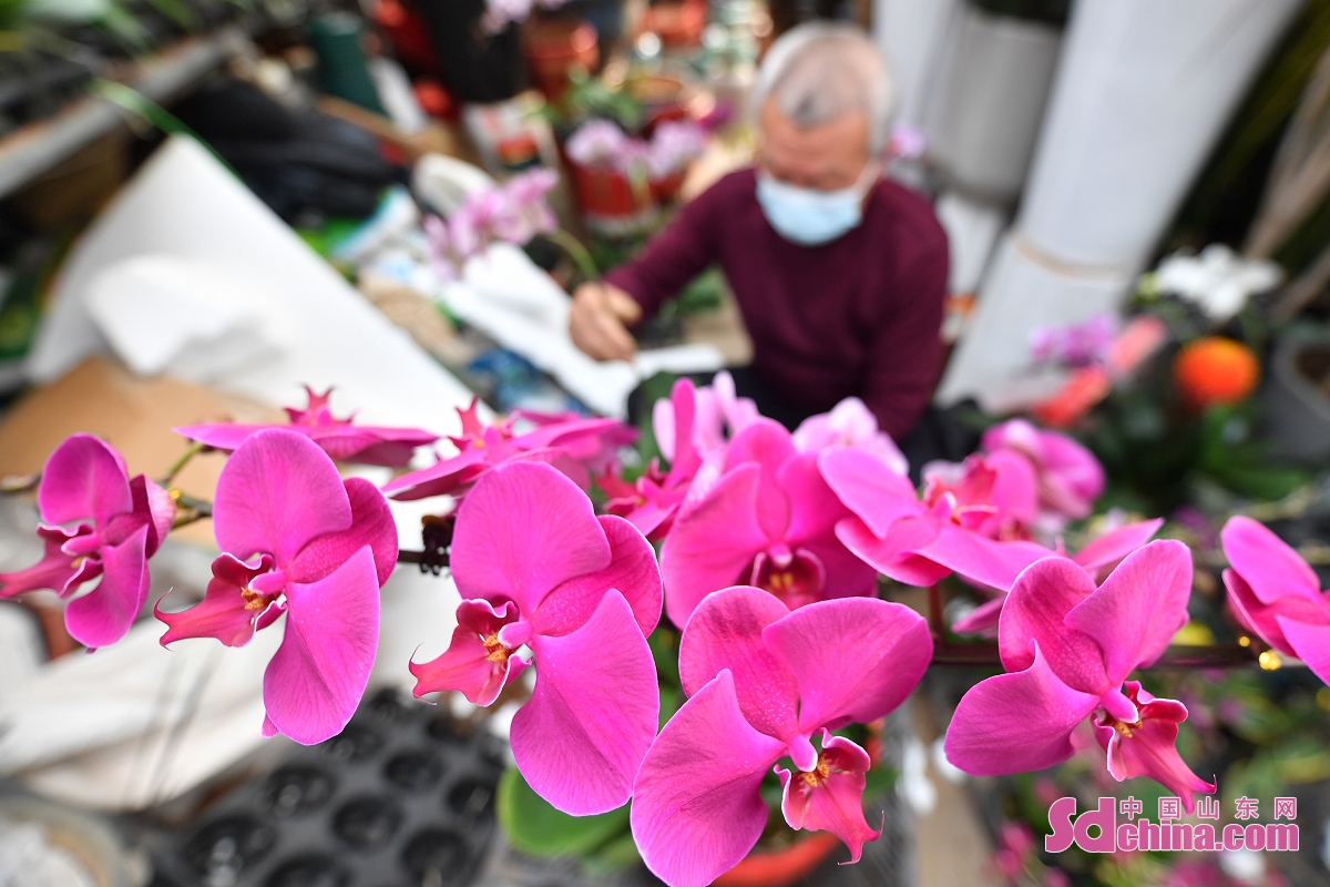 <br/>　　음력설이 다가오자 산둥성 칭다오시 라오산(嶗山)구의 쿠타오(枯桃)화훼시장은 신년화훼 판매 성수기를 맞이했다. 사람들은 '꽃의 바다'를 거닐며 꽃을 사며 새해를 맞이한다.