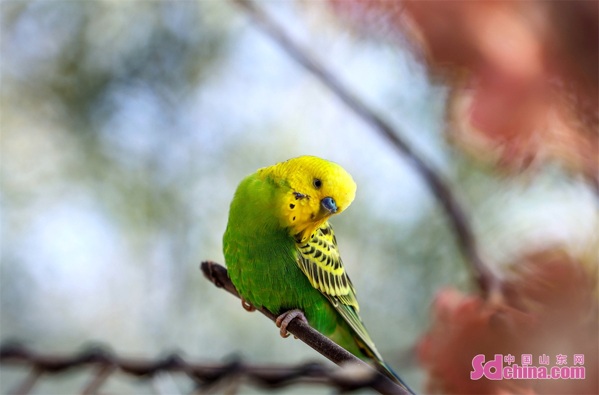 Photo taken on January 25th shows a variety of parrots in Cangma Mountain Scenic Spot, adding joyful and warm atmosphere to the Spring Festival. (Photo by Han Jiajun)<br/>