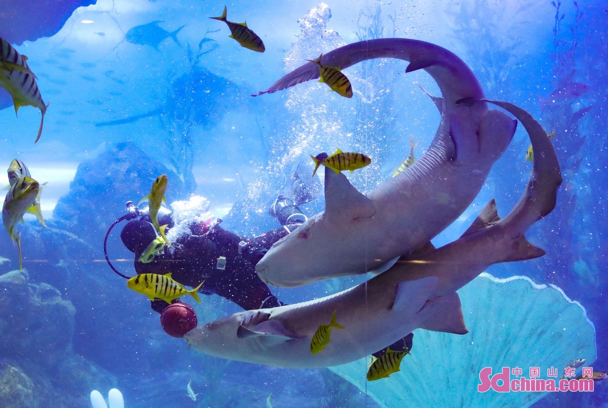 On January 26th,tourists spent their Spring Festival holidays in Qingdao Underwater World in Qingdao, E China 's Shandong province. (Photo by Zhang Jingang)<br/>