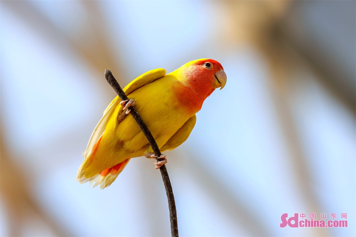 Photo taken on January 25th shows a variety of parrots in Cangma Mountain Scenic Spot, adding joyful and warm atmosphere to the Spring Festival. (Photo by Han Jiajun)<br/>