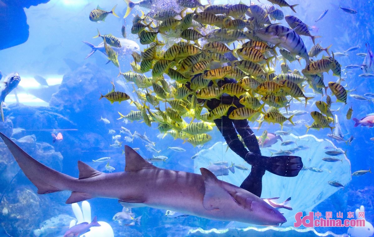On January 26th,tourists spent their Spring Festival holidays in Qingdao Underwater World in Qingdao, E China 's Shandong province. (Photo by Zhang Jingang)<br/>