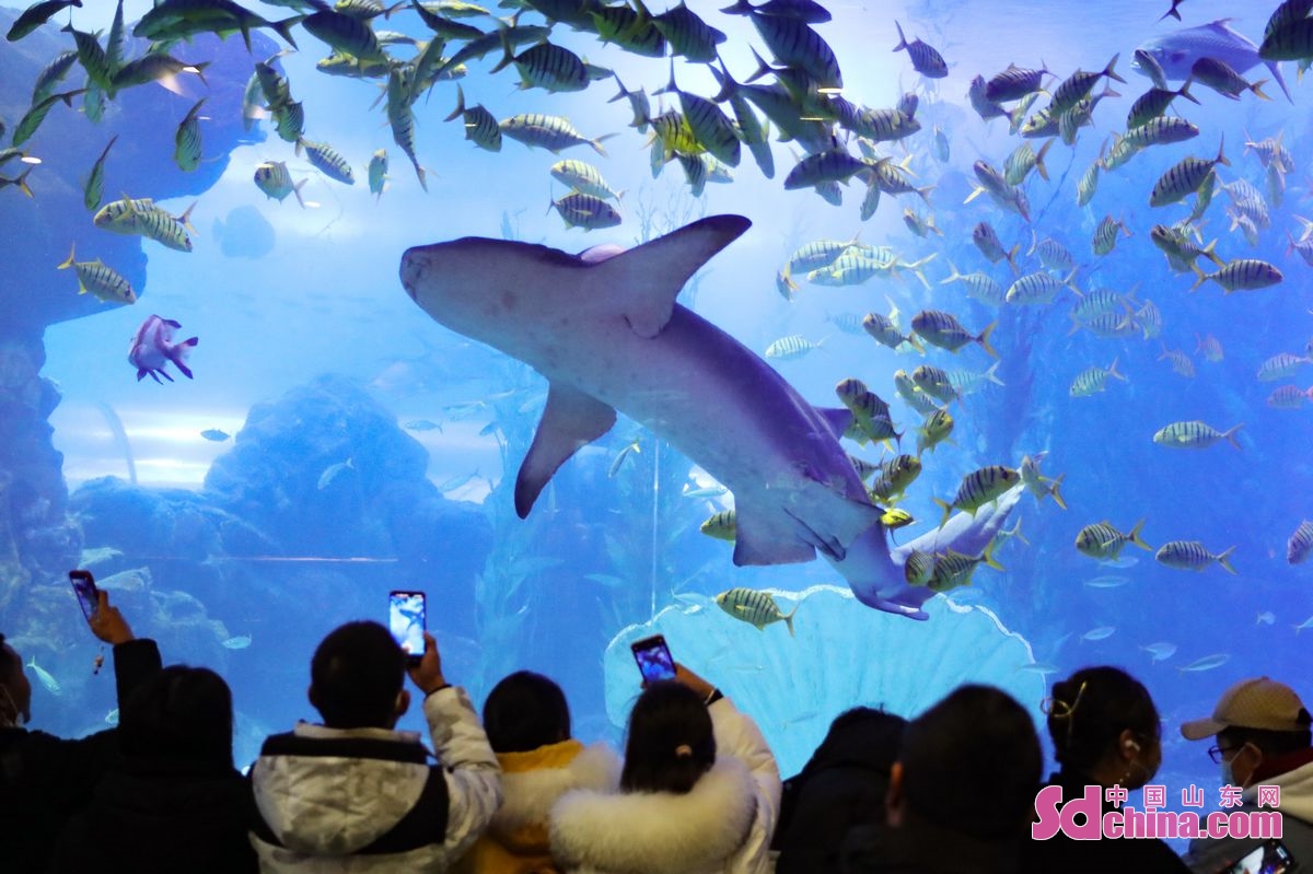 On January 26th,tourists spent their Spring Festival holidays in Qingdao Underwater World in Qingdao, E China 's Shandong province. (Photo by Zhang Jingang)