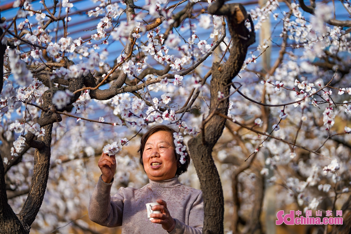 Farmers in Zouping, Binzhou City of Shandong Province, take advantage of the good weather to carry out agricultural management for a good harvest in spring. (Photo by Dong NaitaI, Zhao Jia)<br/>