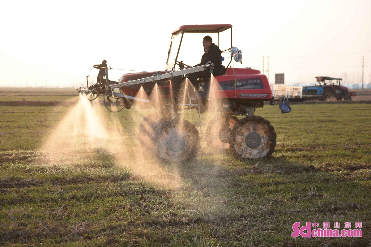 <br/>　　春先が温かくなった。「魯南の穀倉」と呼ばれる山東省臨沂市郯城県の農民は植物保護ドローン、農業植物保護器械を積極的に組織して、麦畑で施肥作業を行い、小麦の成長を促して、畑の人たちは春先の忙しさに勤しんでいる。