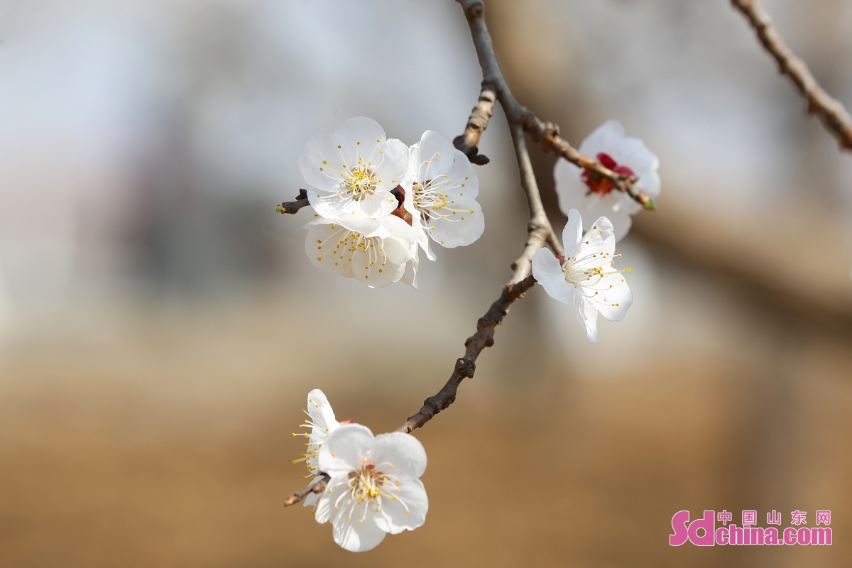 <br/>  <br/>The thousands of apricots enter the flower season in the western mountainous area of Zouping city, E China&rsquo;s Shandong province. The apricot blossoms, all over the mountains and plains, contrast finely with the villages, creating a beautiful picture of the natural countryside.(Photo by Huo Guang)<br/>