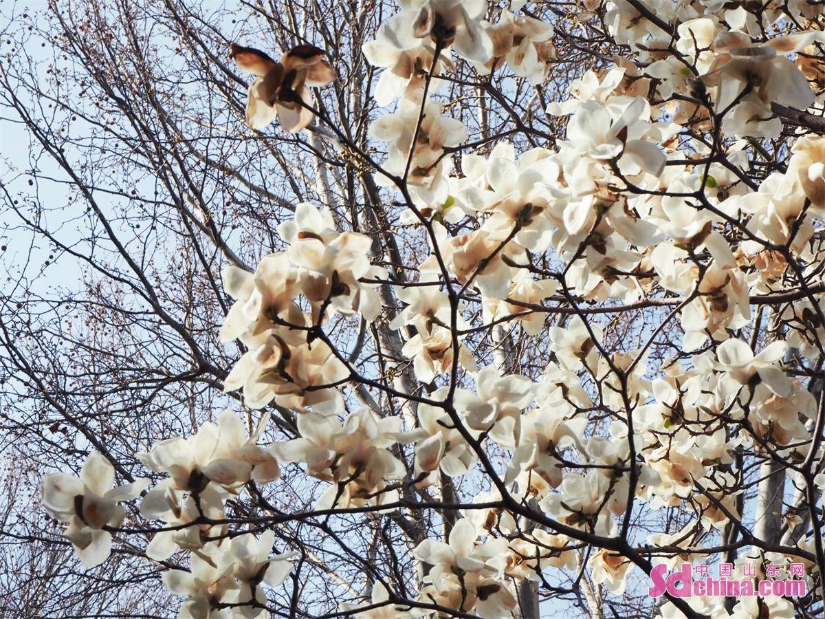 Photo taken on March 14 shows the blooming magnolia flowers Jinan, capital of China&rsquo;s Shandong Province. March is the best time to enjoy flowers in Jinan. Magnolia flower, winter jasmine, plum, peach and oriental cherry are in full bloom in Baihua Garden.<br/>