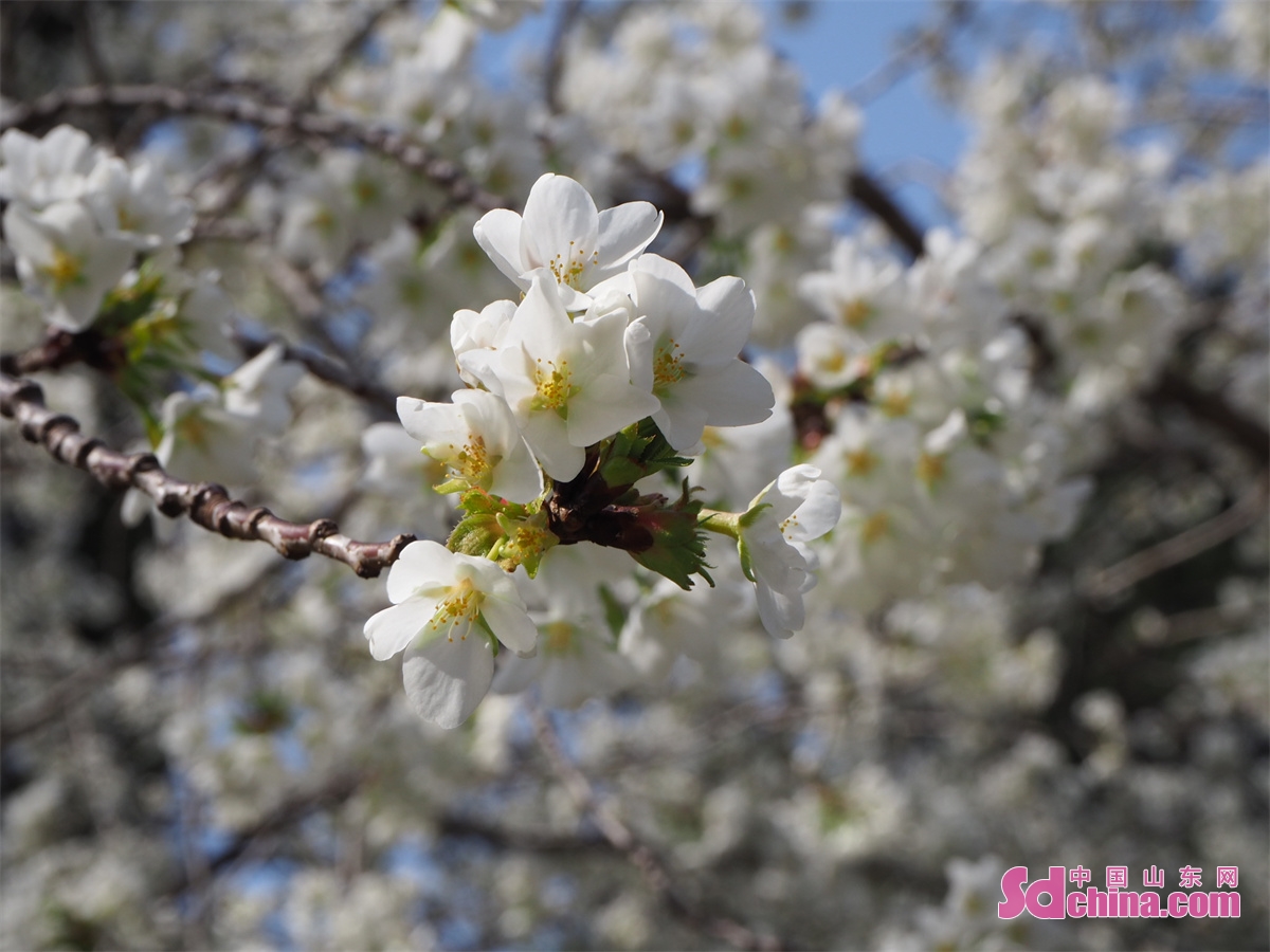 Photo taken on March 14 shows the blooming magnolia flowers Jinan, capital of China&rsquo;s Shandong Province. March is the best time to enjoy flowers in Jinan. Magnolia flower, winter jasmine, plum, peach and oriental cherry are in full bloom in Baihua Garden. 