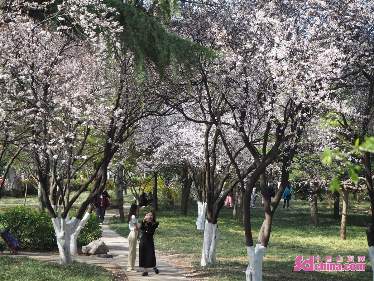 Photo taken on March 14 shows that citizens and tourists enjoy flowers in Baihua Garden in Jinan, capital of China&rsquo;s Shandong Province. March is the best time to enjoy flowers in Jinan. Magnolia flower, winter jasmine, plum, peach and oriental cherry are in full bloom in Baihua Garden.<br/>